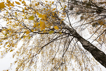 Image showing Park in the fall