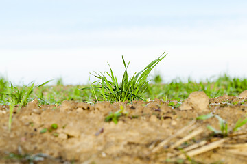 Image showing young grass plants, close-up