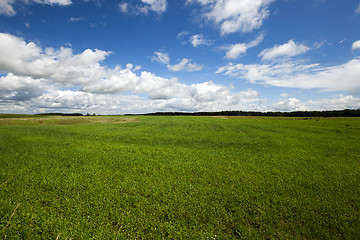 Image showing immature cereals field