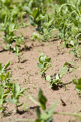Image showing field with green peas