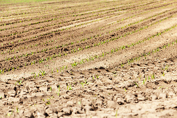 Image showing Field of green corn