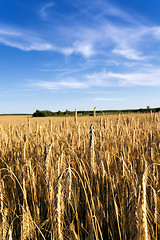 Image showing grow ripe rye.