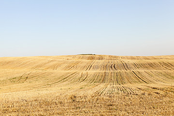 Image showing agricultural field, cereals
