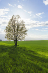 Image showing Nature in autumn season