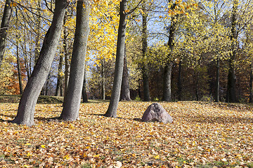 Image showing yellow foliage, autumn