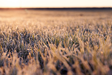 Image showing wheat during frost