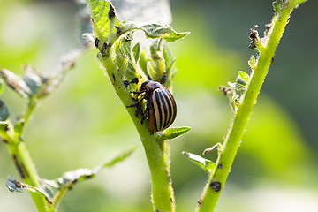 Image showing Colorado potato beetle on potatoes