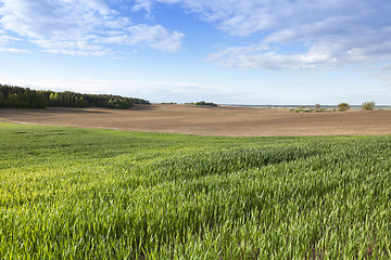 Image showing green wheat, close-up