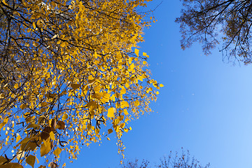 Image showing yellow foliage, autumn