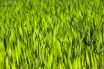 Image showing Wheat close up