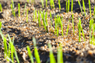 Image showing field with young wheat