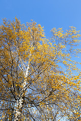 Image showing birch tree in autumn