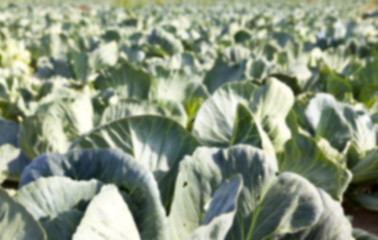 Image showing green cabbage field