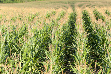 Image showing Field with corn