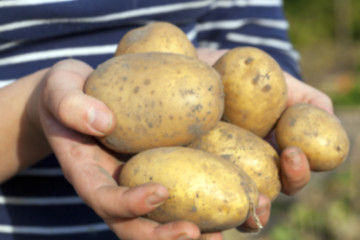 Image showing Potatoes in hand