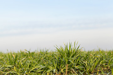 Image showing young grass plants, close-up