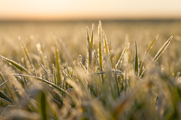 Image showing young grass plants, close-up