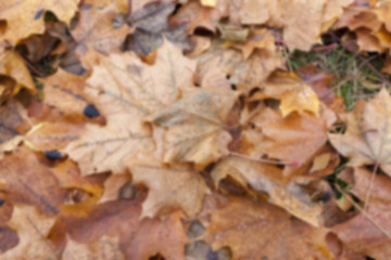 Image showing Autumn Park, overcast