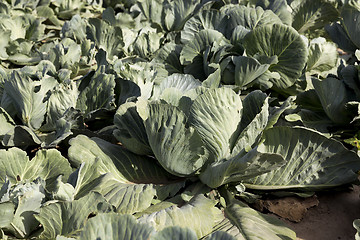 Image showing Field with cabbage, summer