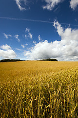 Image showing Agricultural field cereals