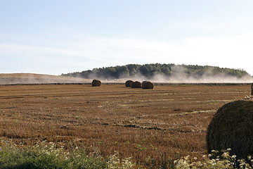 Image showing stack of wheat straw