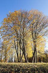 Image showing Nature in autumn season - photographed trees and nature in the autumn of the year, yellowed vegetation and trees