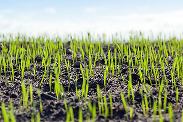 Image showing young sprouts of wheat