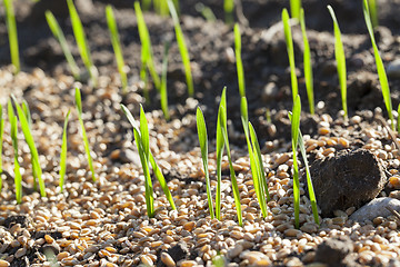 Image showing field with young wheat