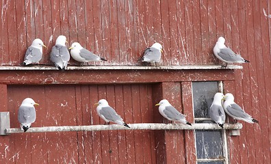 Image showing Nesting Wall.