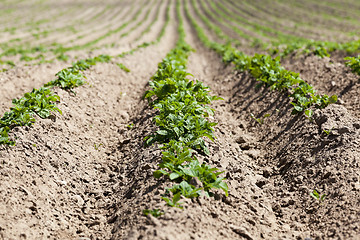 Image showing Green sprout of potato