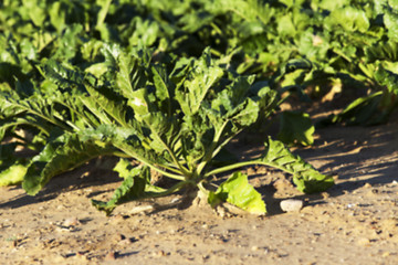 Image showing beetroot in field