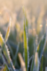 Image showing wheat during frost