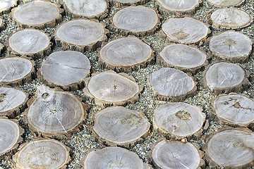 Image showing Fragment paths of sawn tree trunks.