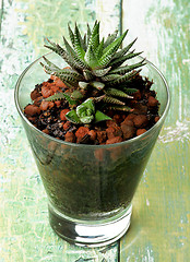 Image showing Haworthia Margaritifera Succulent Plant 