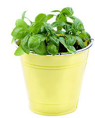 Image showing Fresh Green Basil