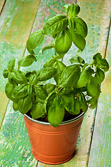 Image showing Fresh Green Basil