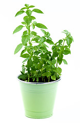 Image showing Mediterranean Basil in Pot