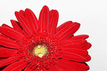 Image showing red flower