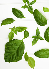 Image showing Fresh Basil Leafs