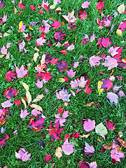 Image showing Red and purple maple leaves on green grass