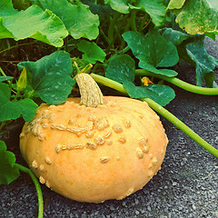 Image showing Yellow squash in autumn garden