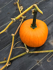 Image showing Orange pumpkin in autumn garden