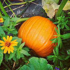 Image showing Big orange pumpkin in autumn garden