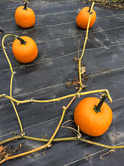 Image showing Vegetable patch with ripe orange pumpkins