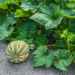 Image showing Green Cushaw squash in autumn garden