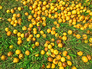 Image showing Ripe yellow apples in green grass