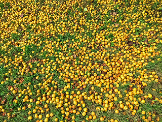 Image showing Fallen yellow apples in green grass