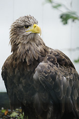 Image showing White tailed sea eagle (haliaeetus albicilla)