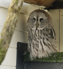 Image showing Great grey owl (strix nebulosa)