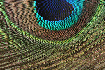 Image showing peacock feather